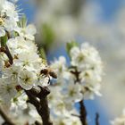 Die Bäume fahren im Frühling aus der Haut