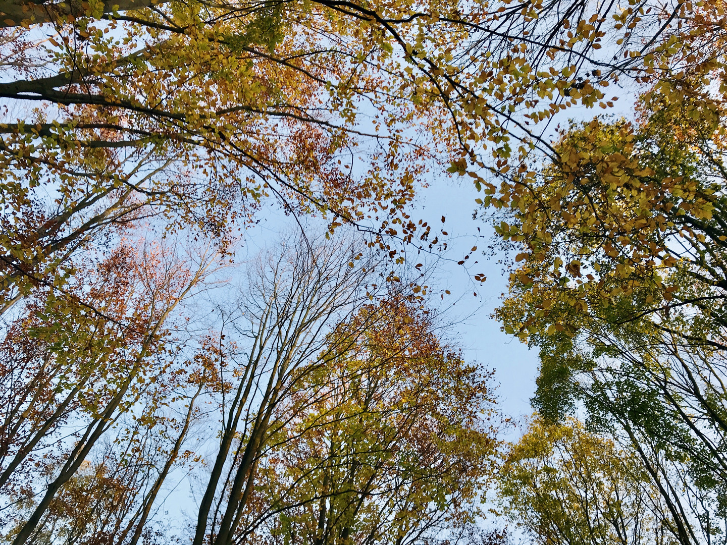 Die Bäume im Himmel