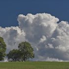 Die Bäume in den Wolken....