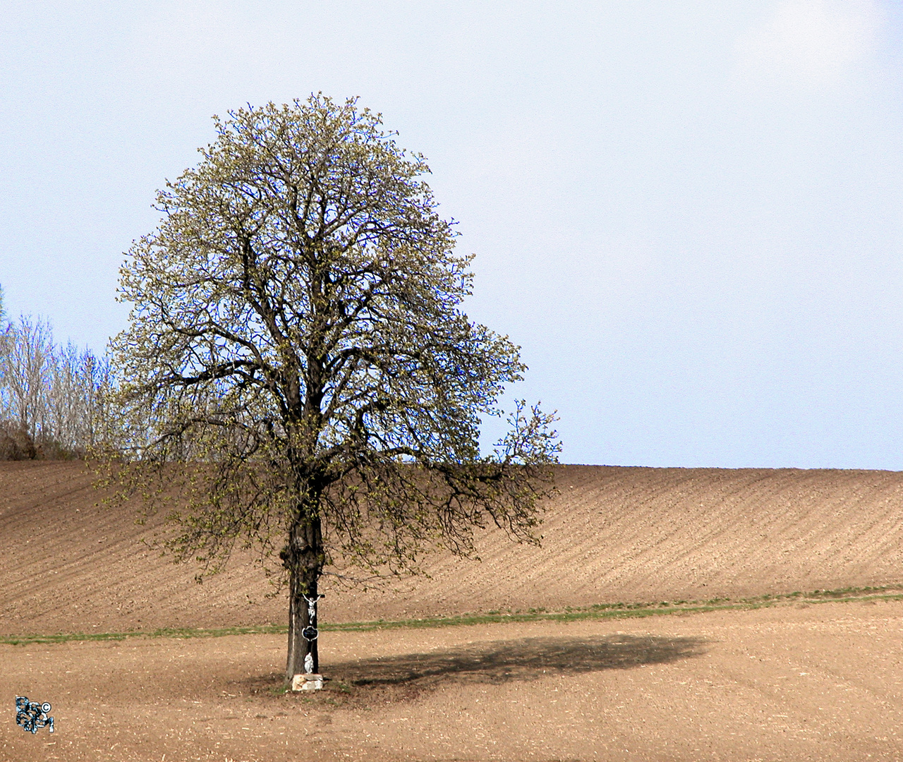 Die Bäume schlagen aus...