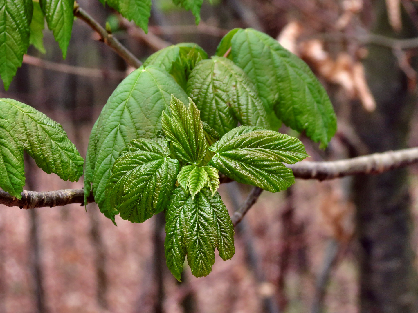die Bäume schlagen aus Foto & Bild jahreszeiten, frühling, grün