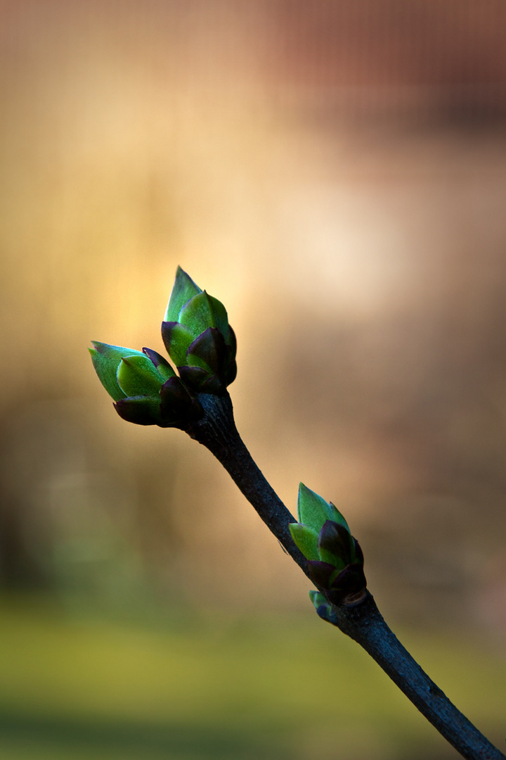 Die Bäume schlagen aus Foto & Bild jahreszeiten, frühling, natur