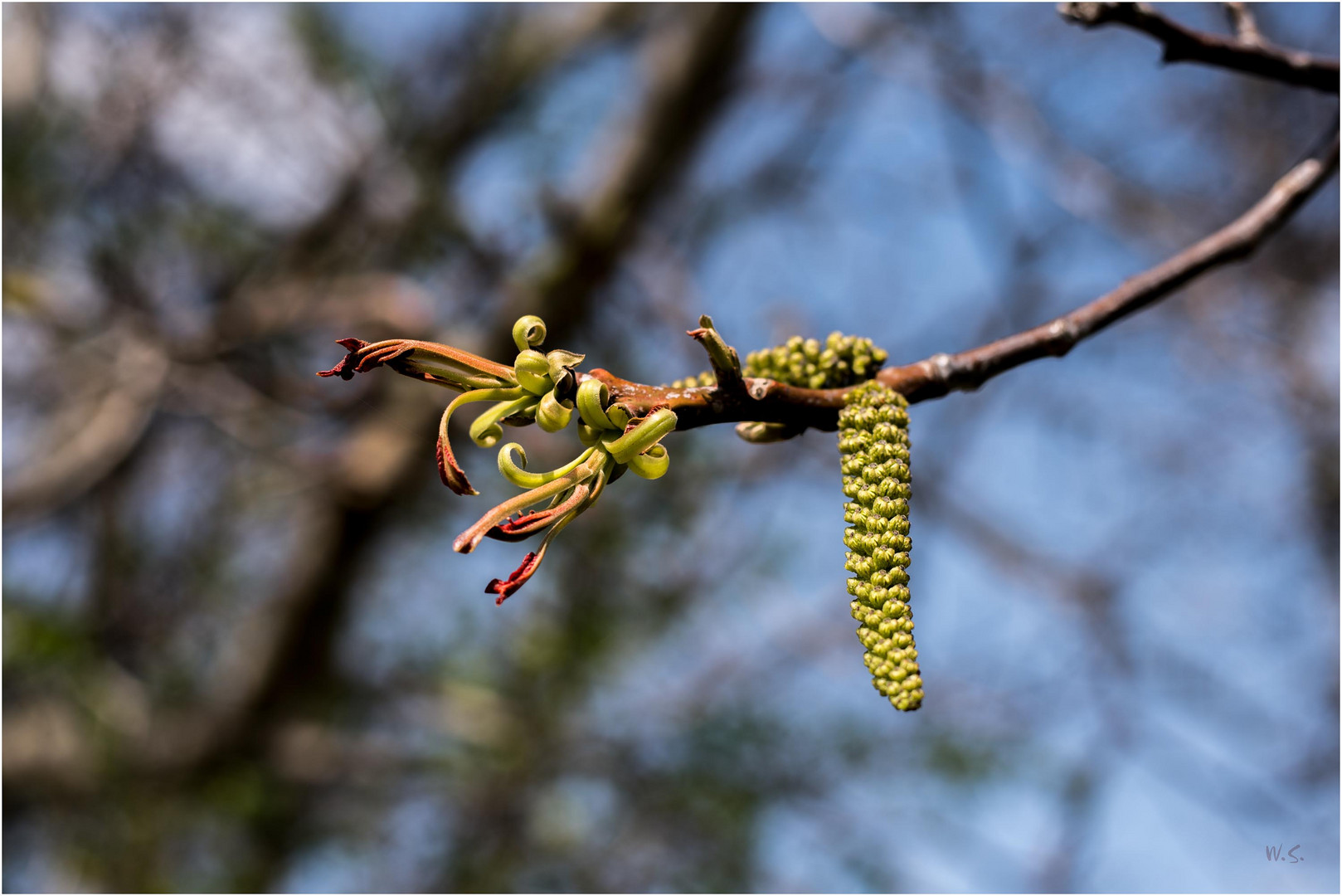 die Bäume schlagen aus  -  hier eine Walnussbaumblüte