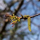 die Bäume schlagen aus  -  hier eine Walnussbaumblüte