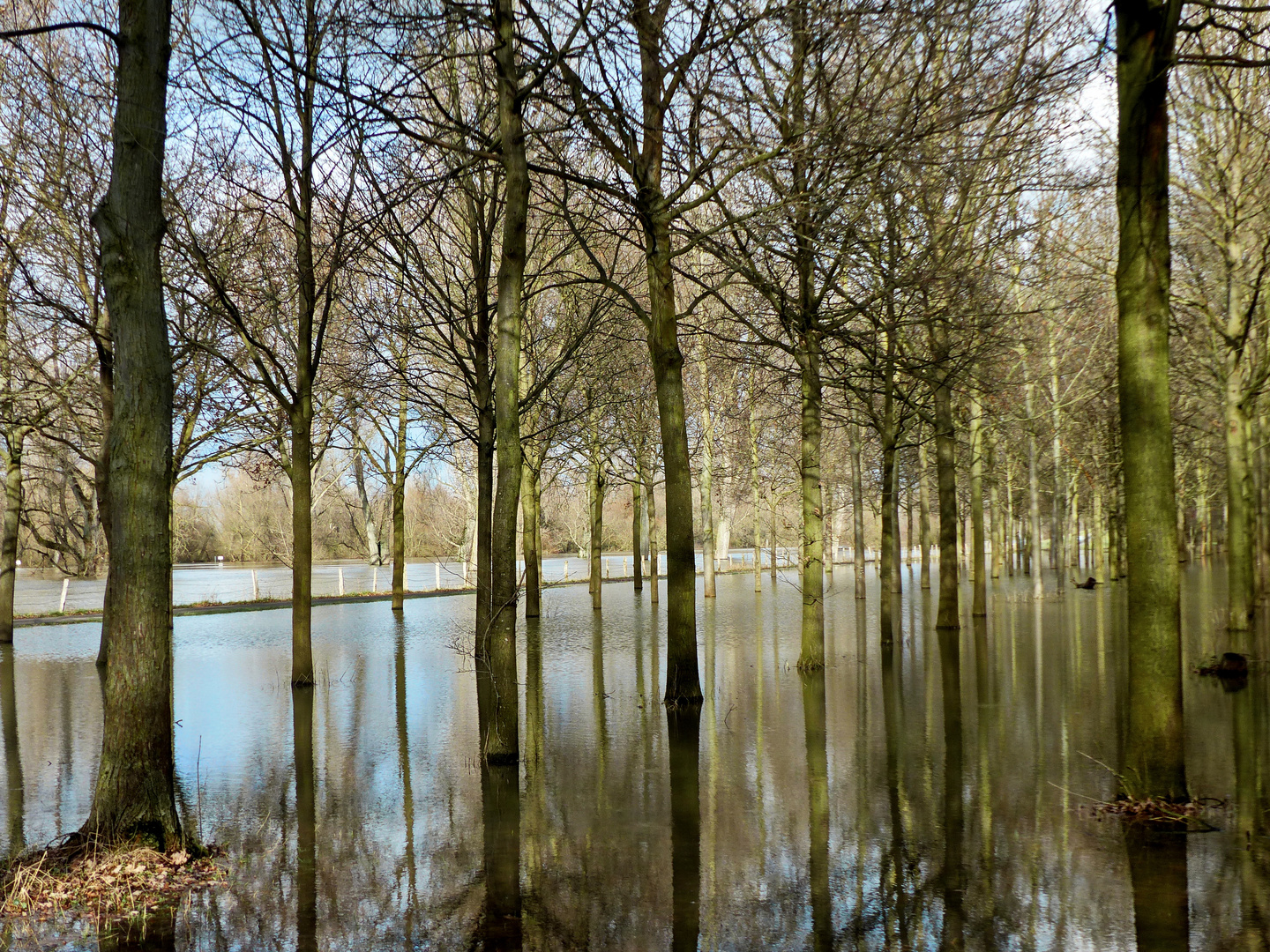 Die Bäume standen im Hochwasser