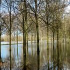 Die Bäume standen im Hochwasser