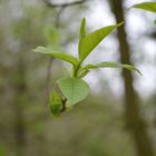 Die Bäume tragen grün