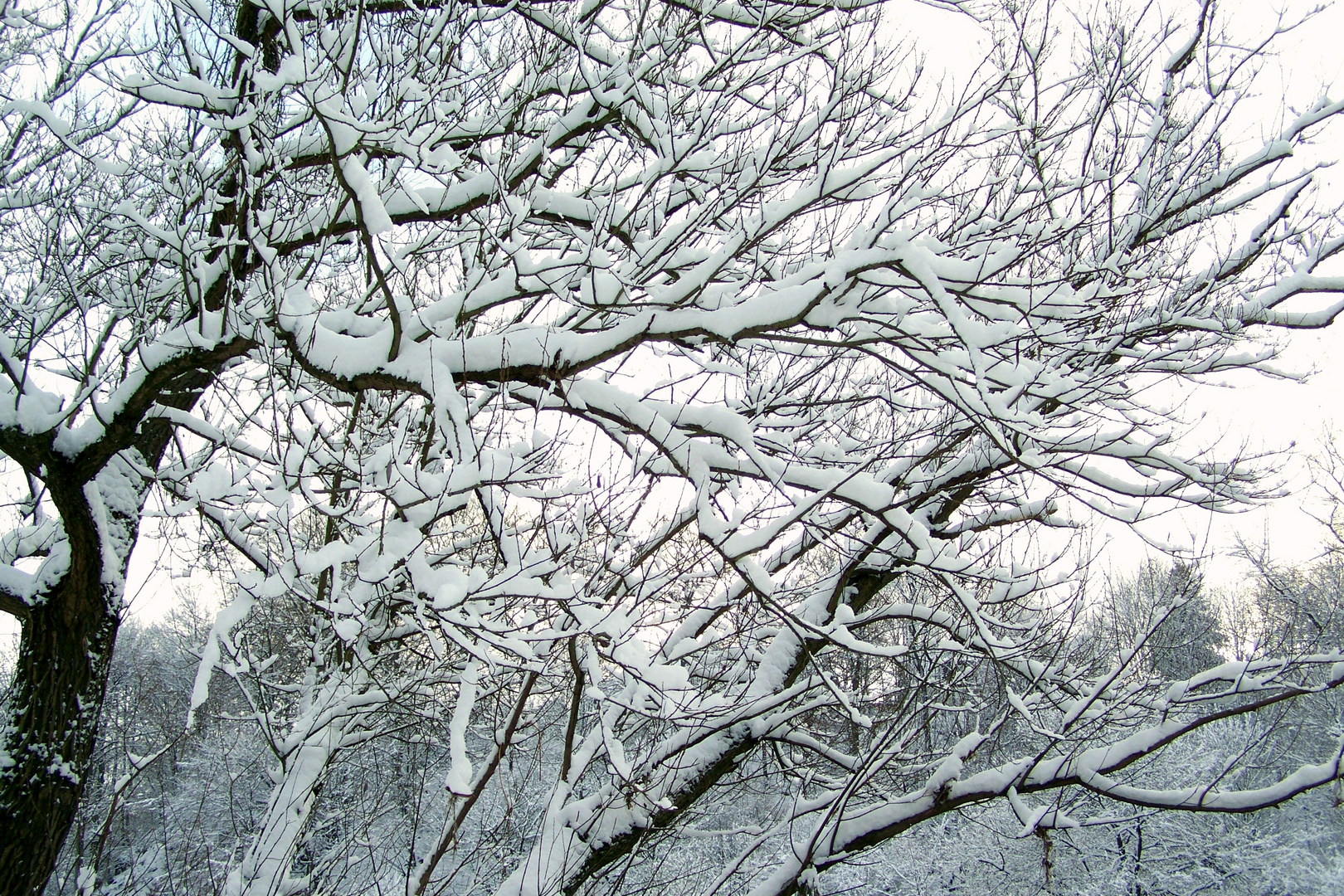 Die Bäume, tragen Schnee!