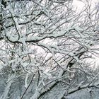 Die Bäume, tragen Schnee!