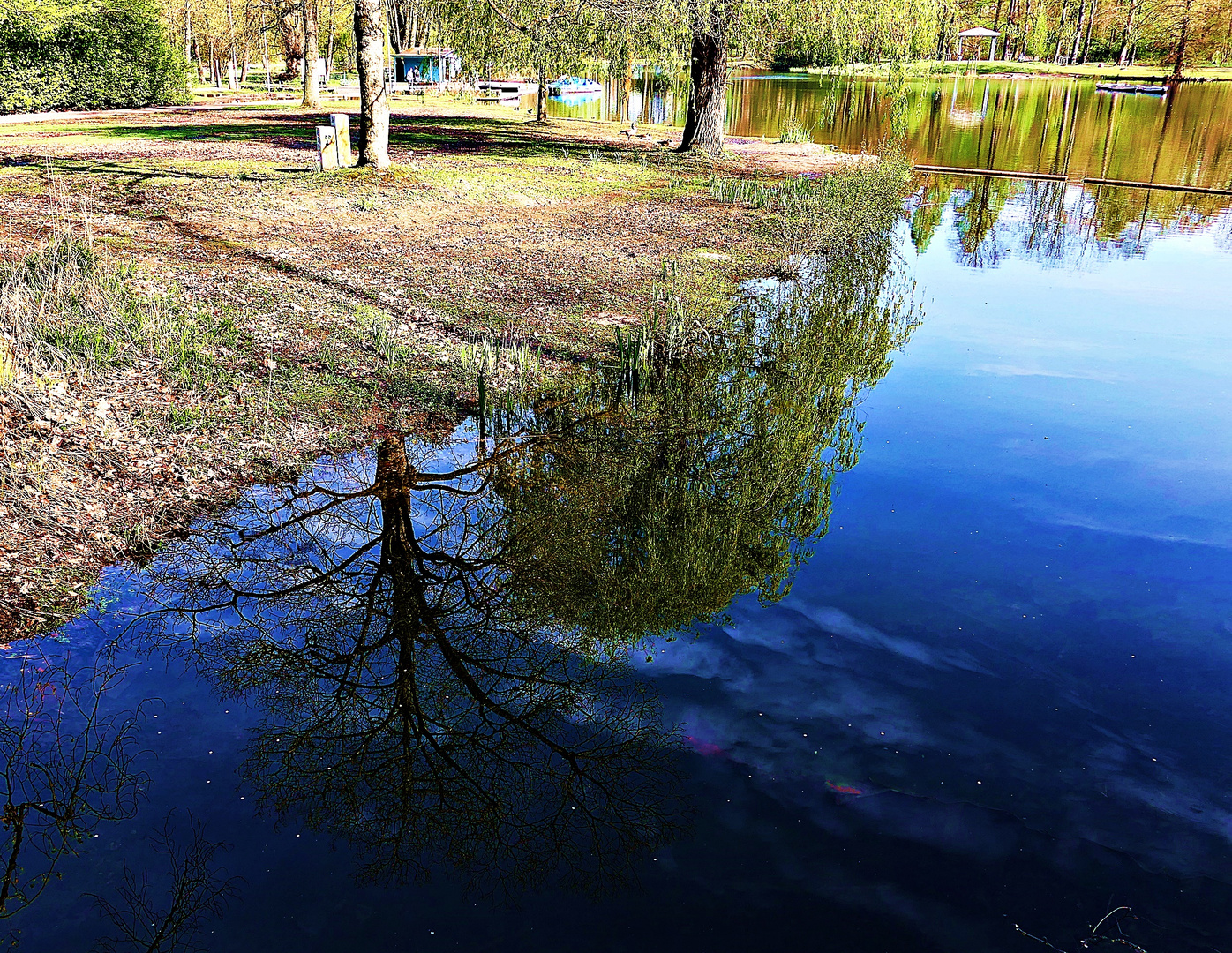 Die Bäume und der blaue Himmel . . .