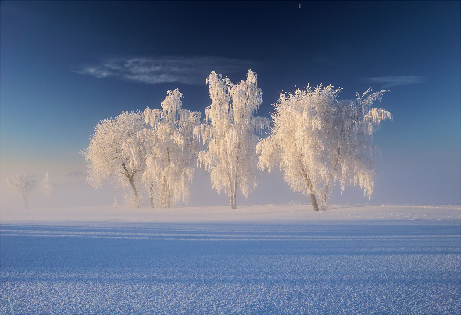 Die Bäume und der Mond....Winterwunderland