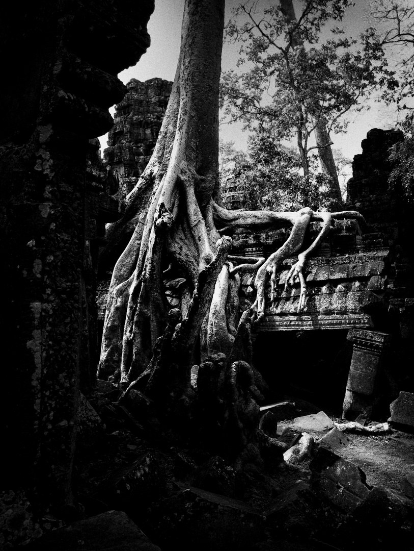 Die Bäume von Angkor