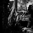 Die Bäume von Angkor