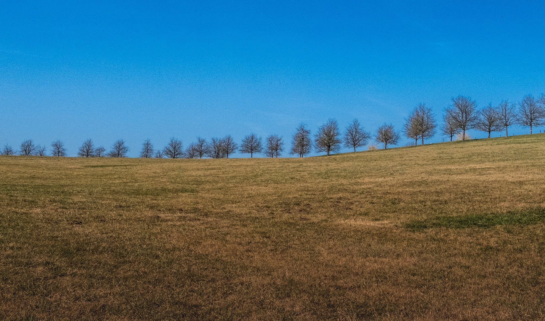 Die Bäume wachsen nicht in den Himmel (oder doch?)