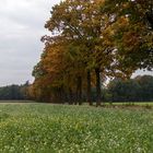 Die Bäume werden bunt