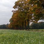 Die Bäume werden bunt