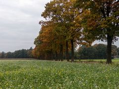 Die Bäume werden bunt