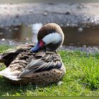 Die Bahamaente aus dem Delitzscher Tiergarten