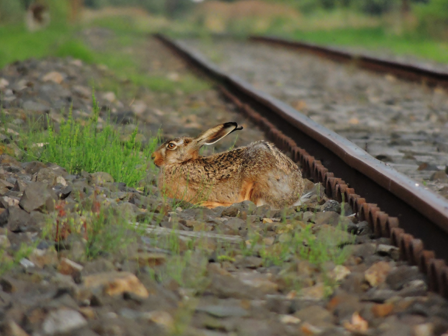 Die Bahn hat schon wieder Verspätung