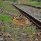 Die Bahn hat schon wieder Verspätung