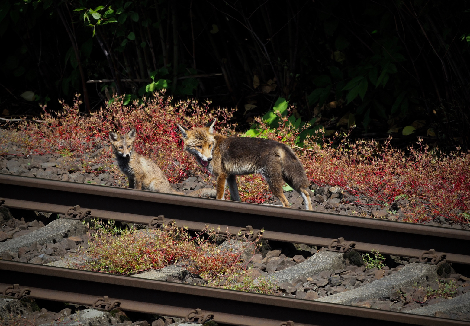 „Die Bahn ist durch"...