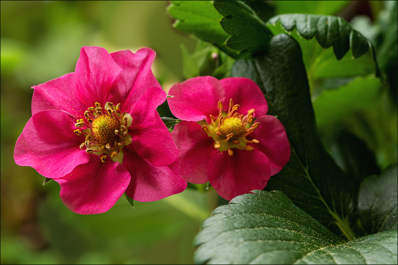 Die Balkon-Erdbeeren blühen....