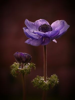 Die Ballerina und .....