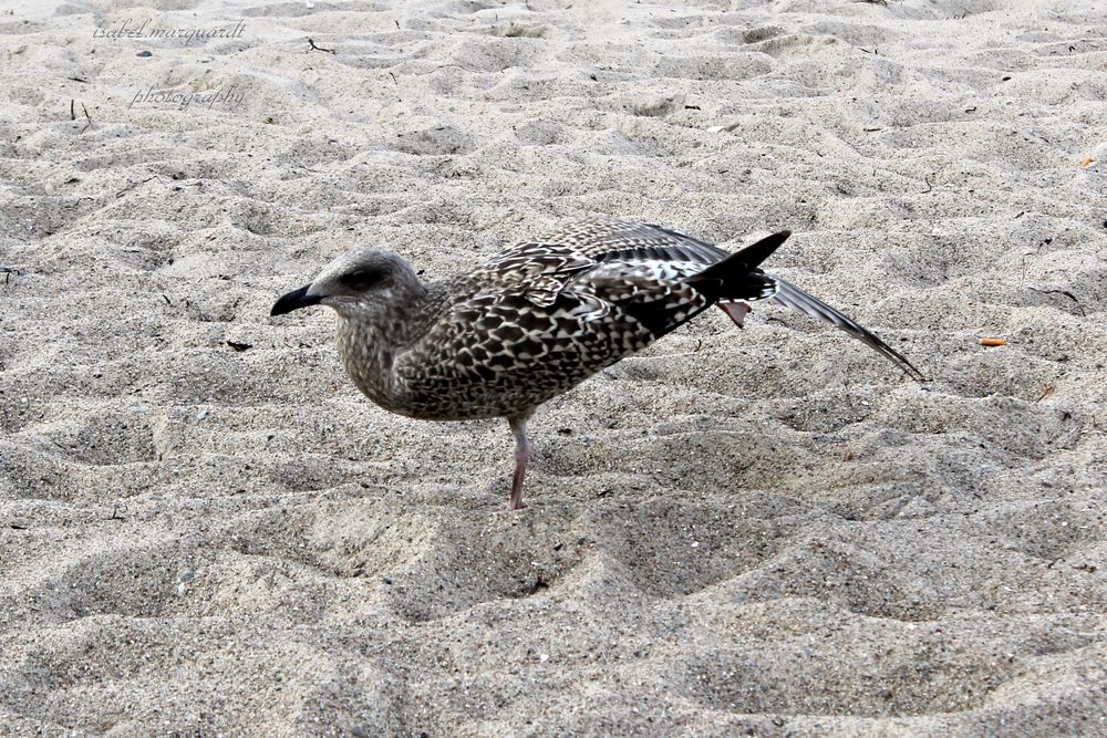 Die Ballett Möwe