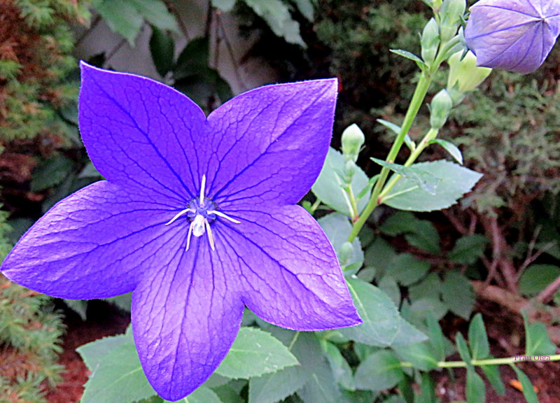 Die Ballonblume