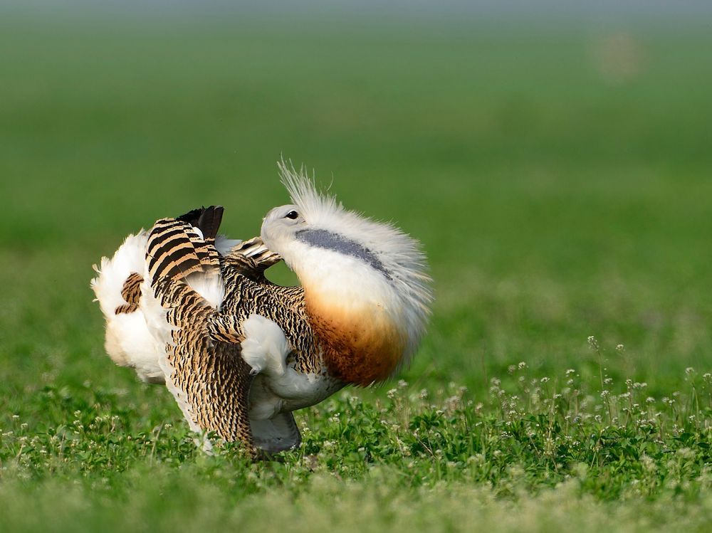 Die Balz Foto & Bild tiere, wildlife, wild lebende vögel Bilder auf