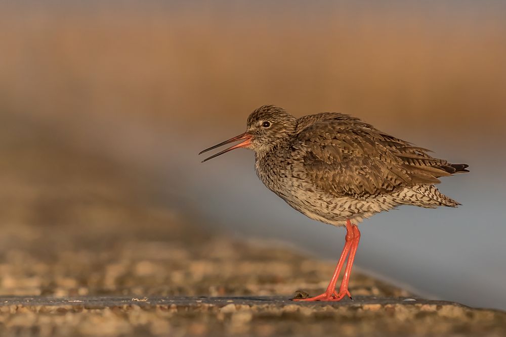 Die Balz Foto & Bild wasser, natur, landschaft Bilder auf