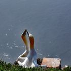 Die Balz der Basstölpel ....... auf Helgoland