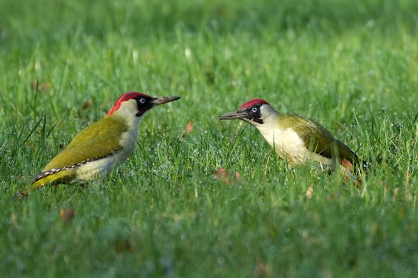 Die Balz der Grünspechte