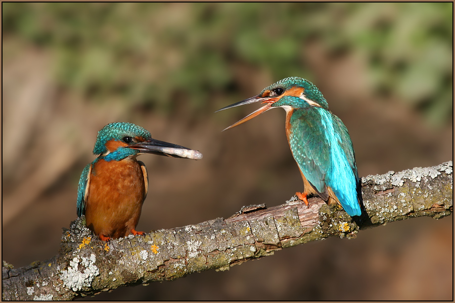 Die Balz des Eisvogels!