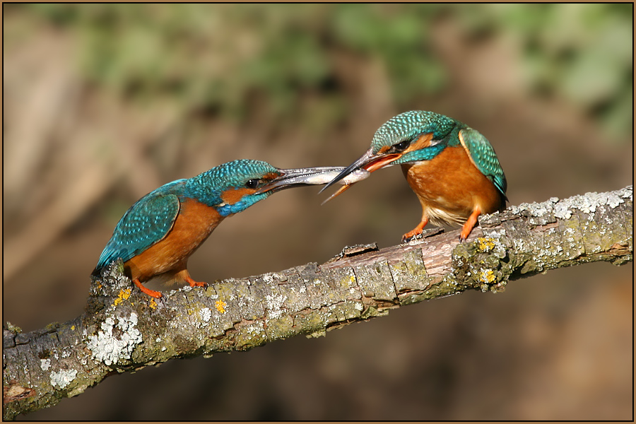 Die Balz des Eisvogels...