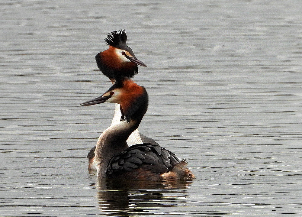 Die Balz hat begonnen Foto & Bild tiere, wildlife, wild lebende vögel