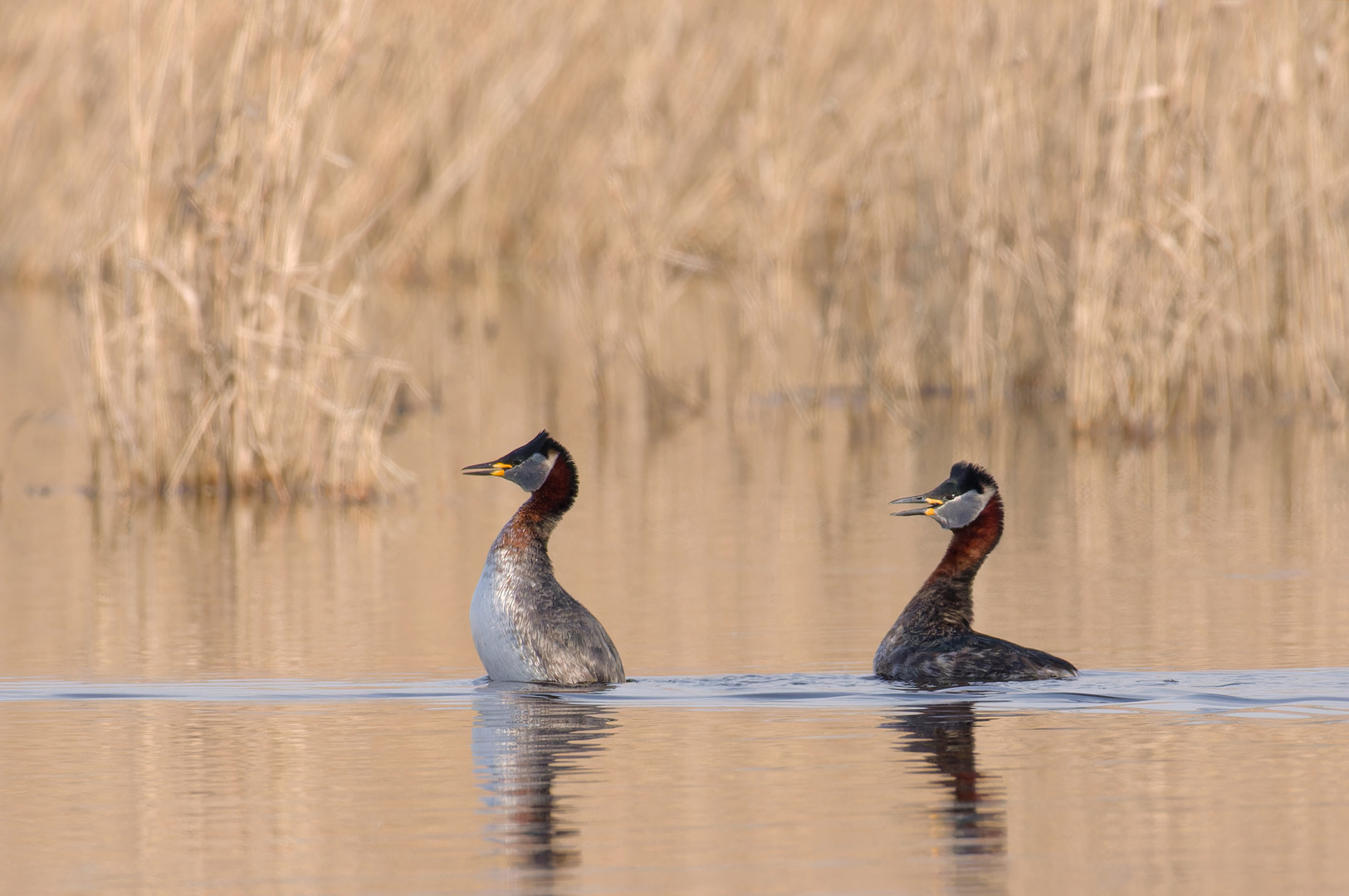 Die Balzpolonaise - Rothalstaucher (Podiceps grisegena) bei der Balz