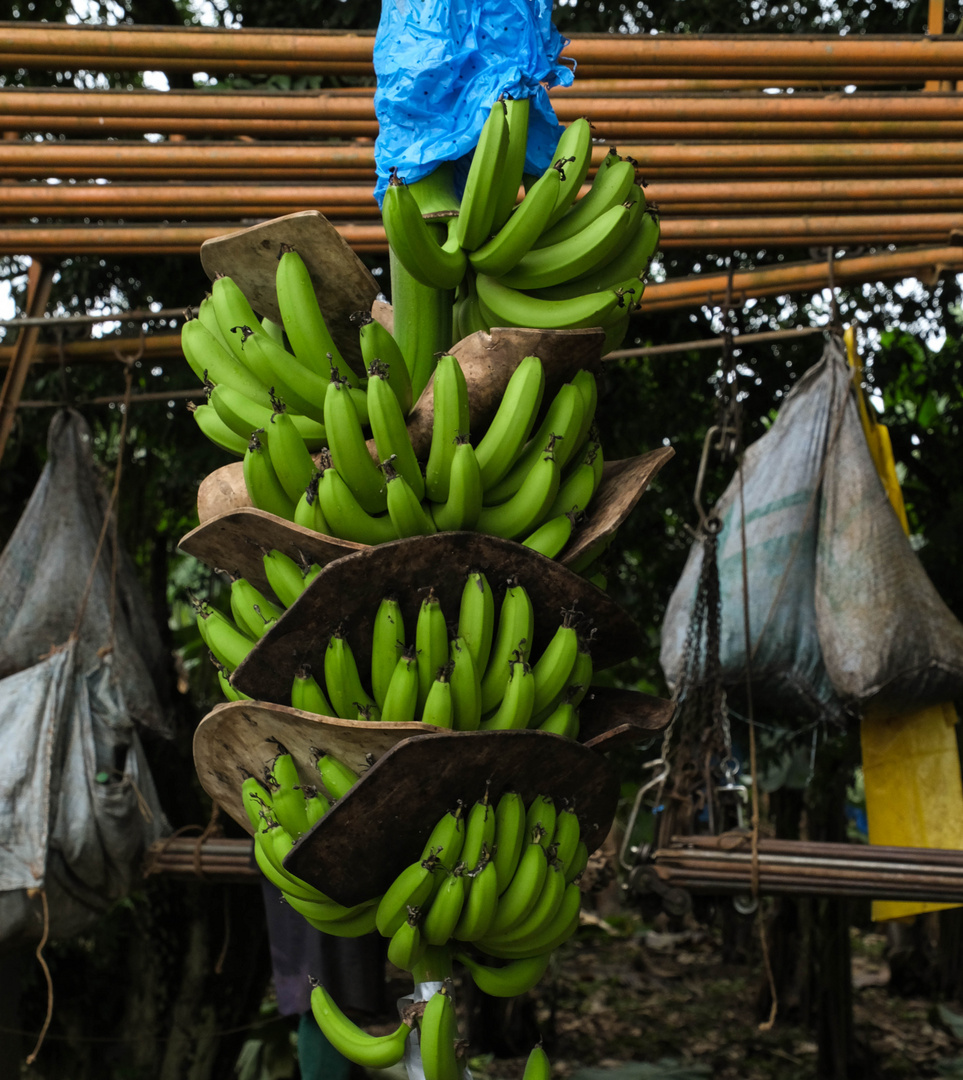 ...die Bananenstaude...