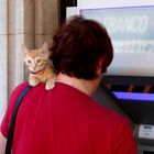 Die Bancomat-Katze