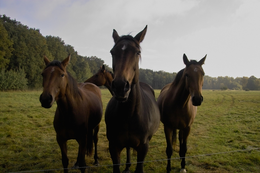 Die Bande von Kaltenhof