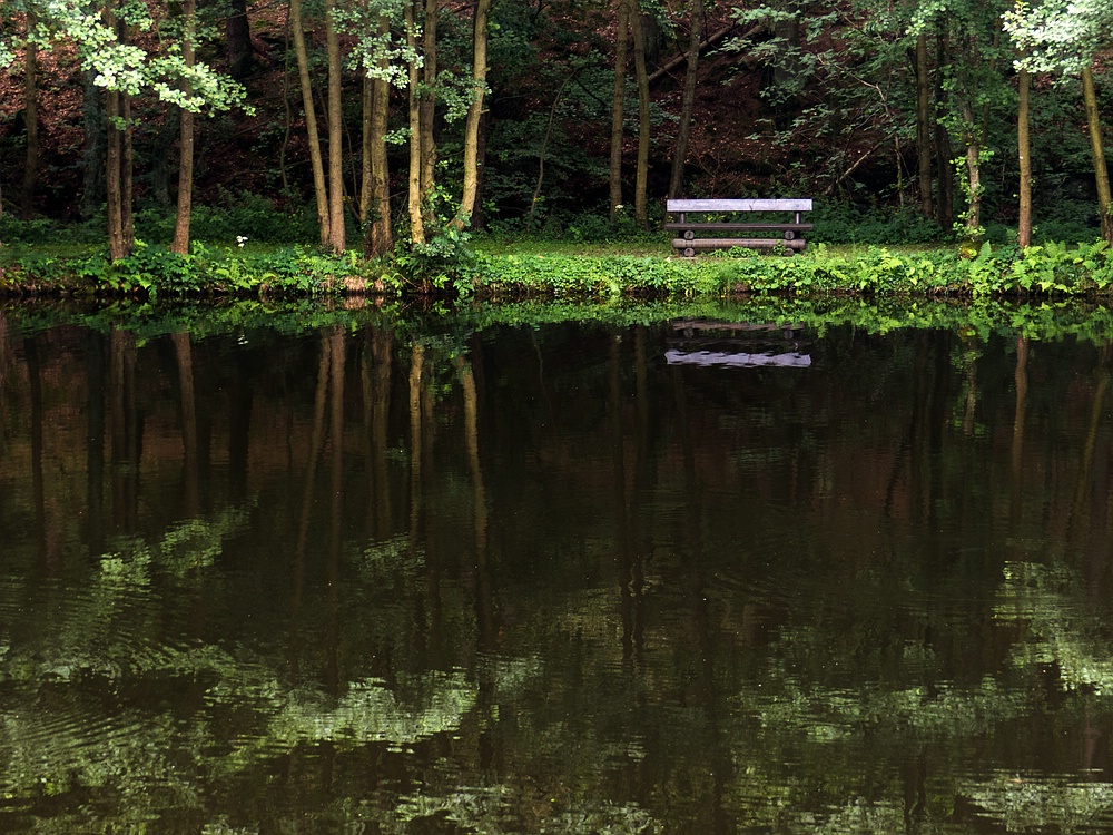 Die Bank am Waldsee