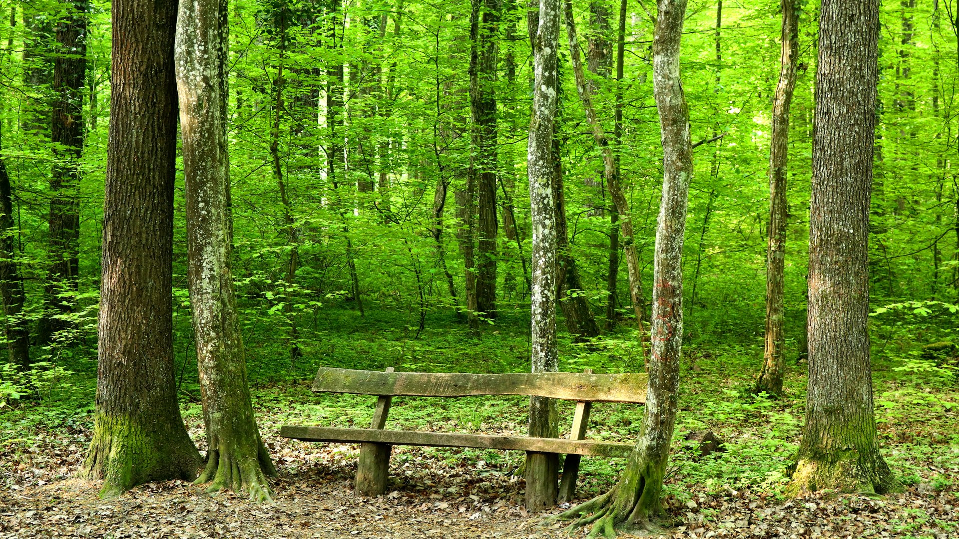 Die Bank im Grünen Foto & Bild | monatswettbewerbe natur, 05 - bänke in