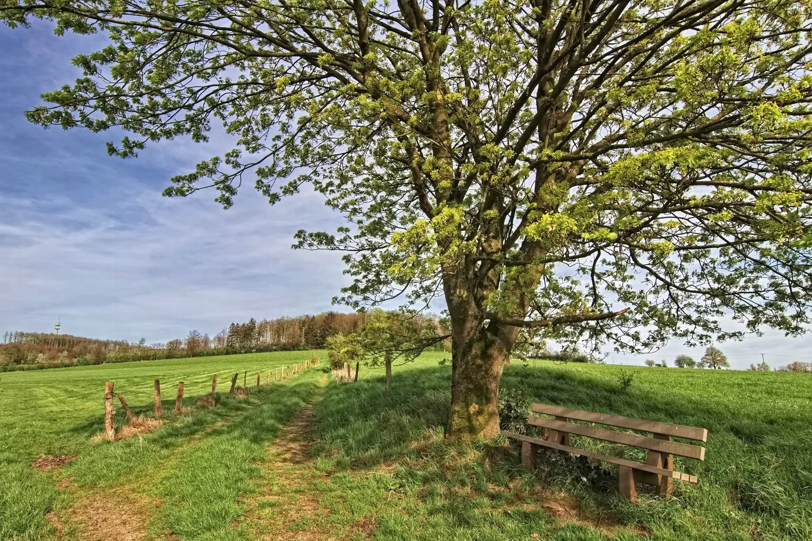 Die Bank im Grünen