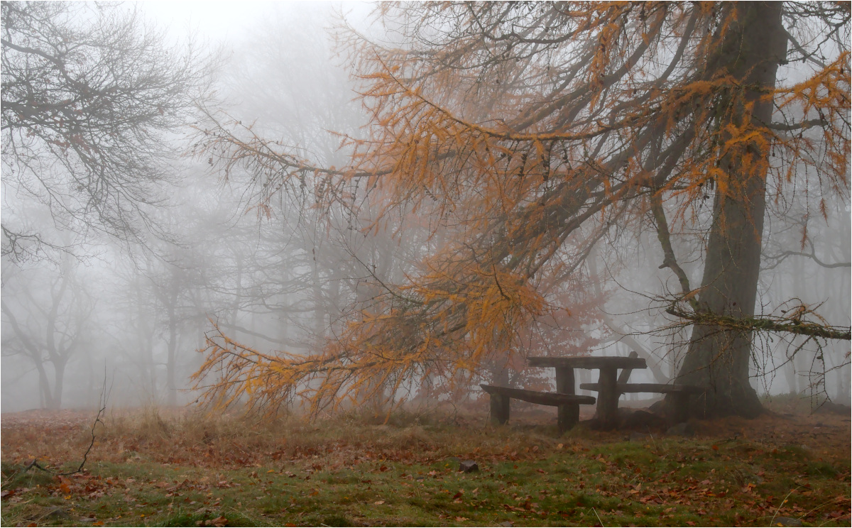 Die Bank im Nebel ...