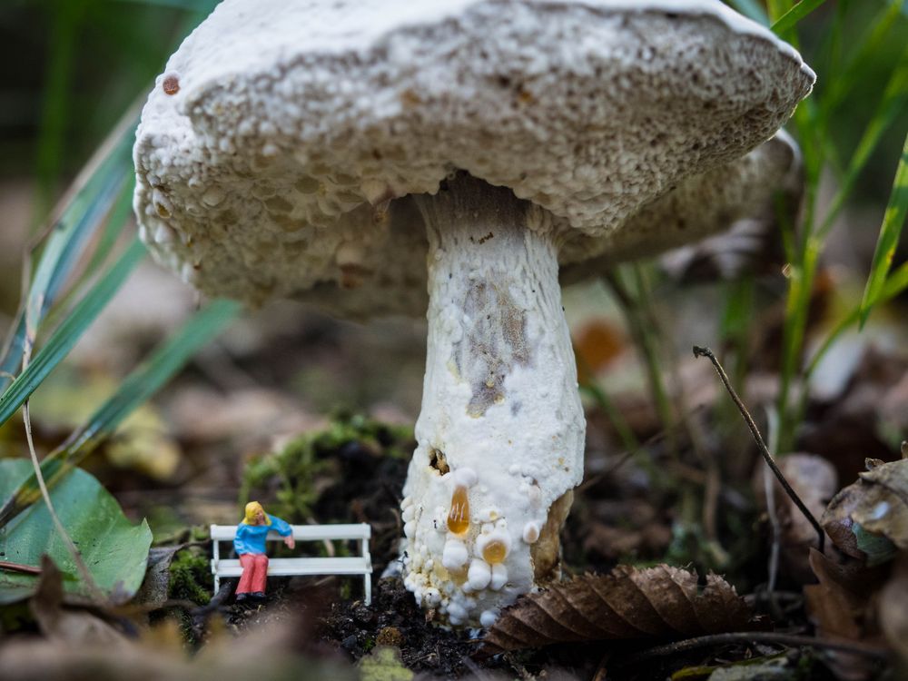 Die Bank im Wald #1 Foto & Bild | stillleben, figuren und miniaturen