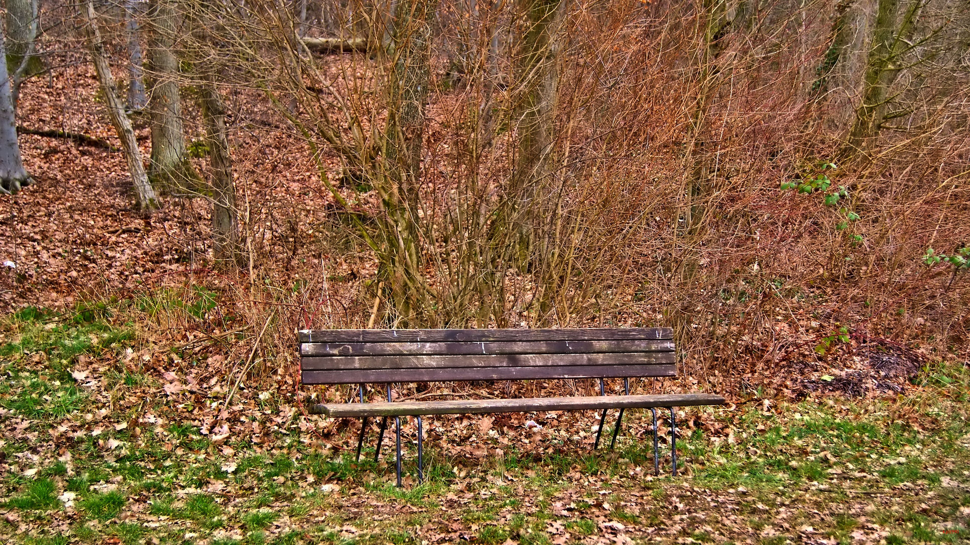 Die Bank im Wald