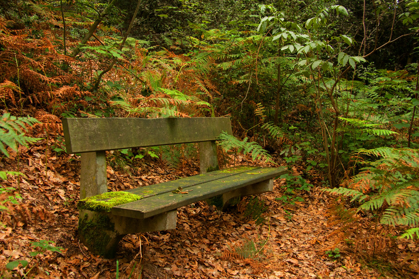 Die Bank im Wald Foto & Bild | archiv - kritik am bild, kritik am bild