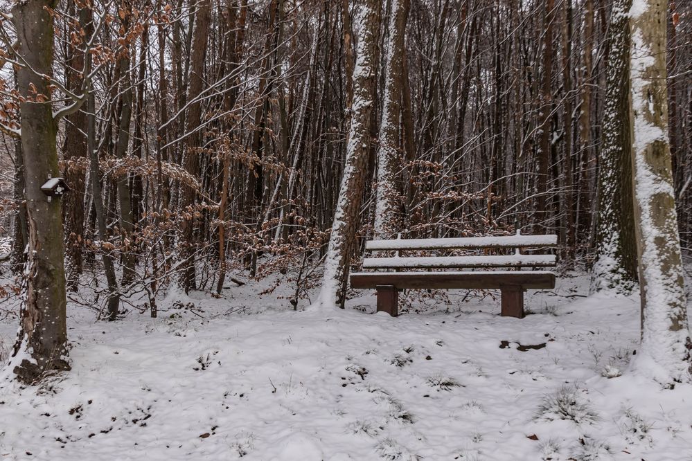 Die Bank im Wald mit der Spieluhr Foto & Bild | landschaft