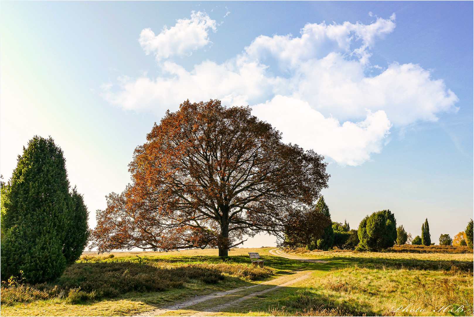 Die Bank in der Heide