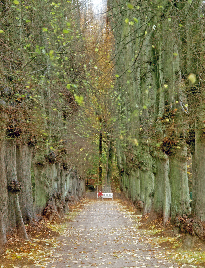 die Bank in Plön